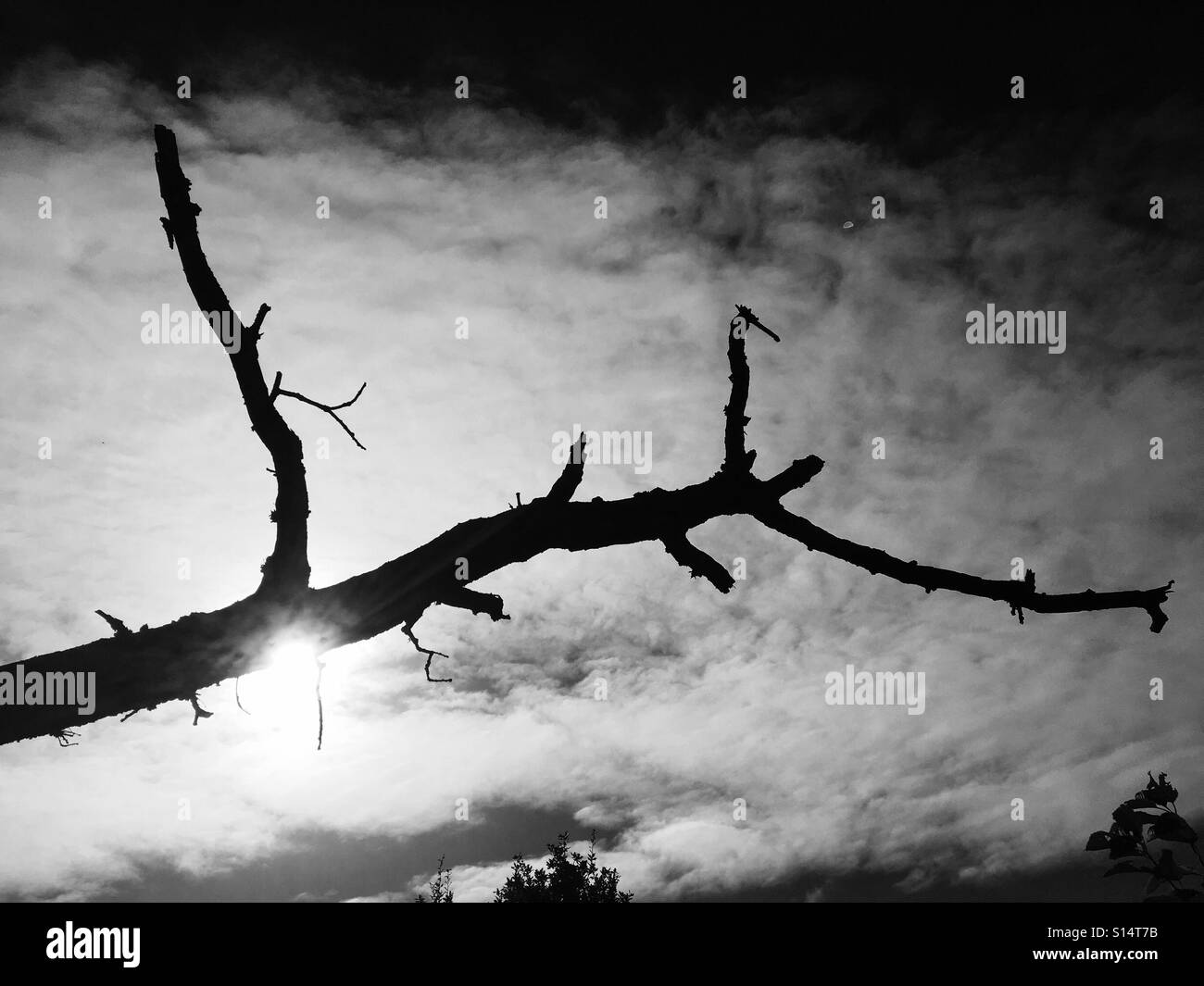 I modelli in natura - ramo morto della caduta di una quercia stagliano contro un basso sole al mattino Foto Stock
