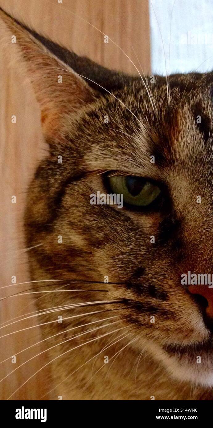 Extreme closeup ritratto di tabby gatto con gli occhi verdi Foto Stock