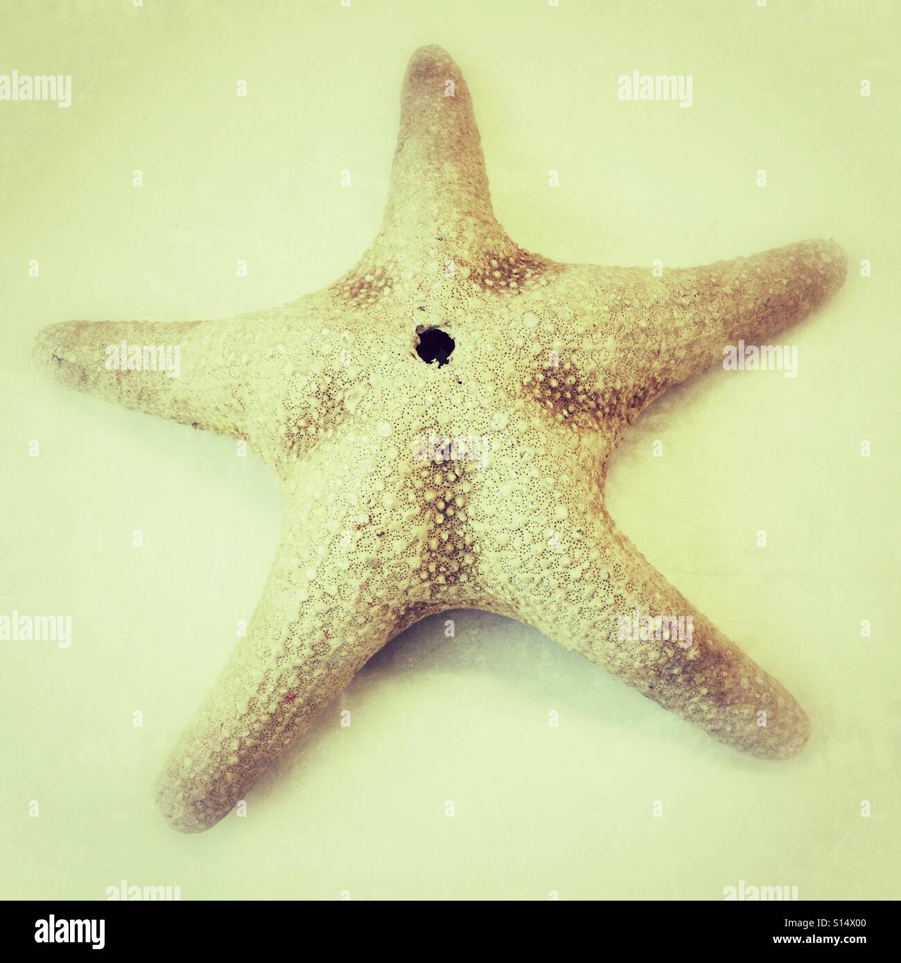 Stelle Marine secche - Immagine stock catturata con smartphone
