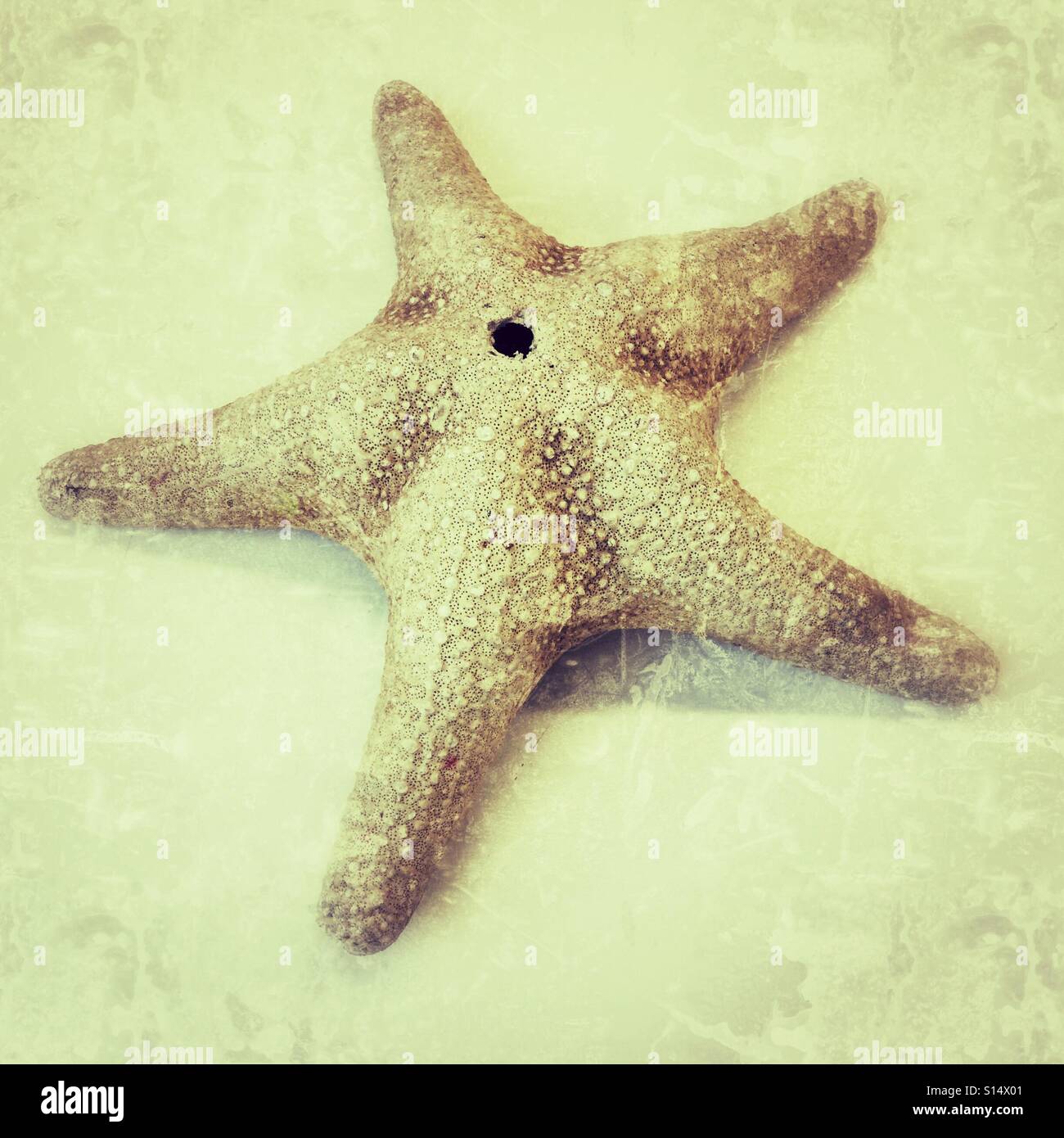 Guscio di stelle marine - Immagine stock catturata con smartphone