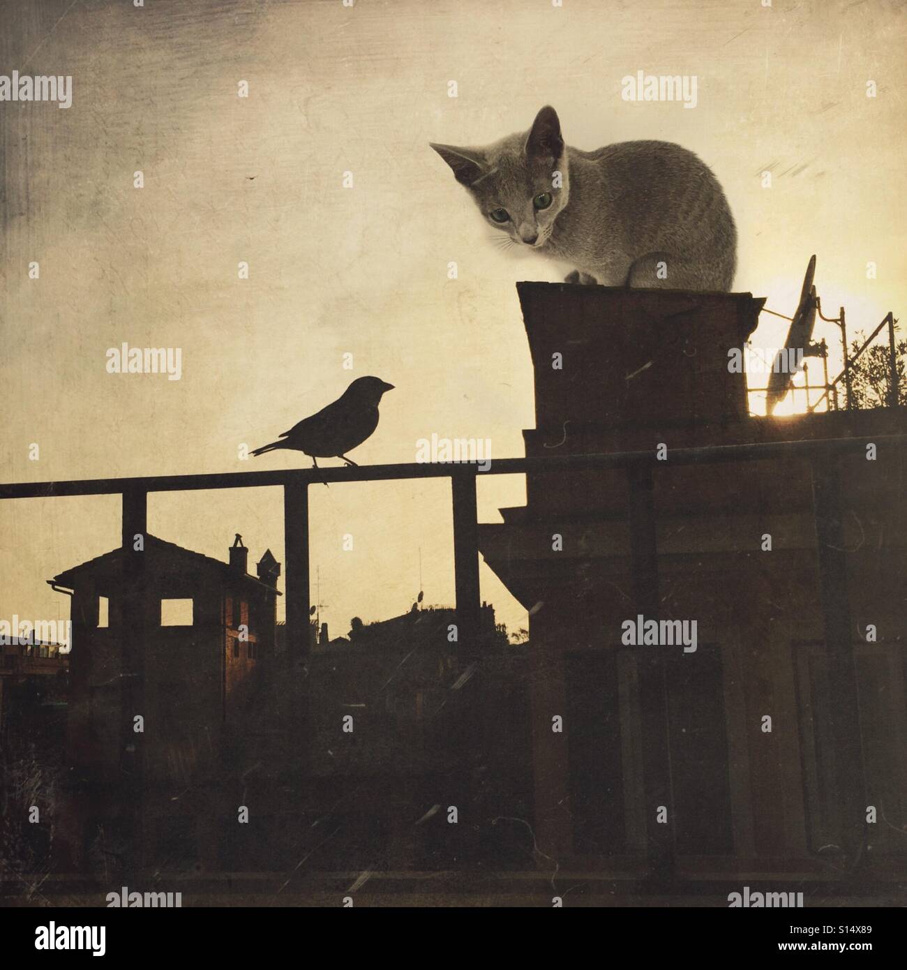Cat On A Hot Tin Roof Foto Stock