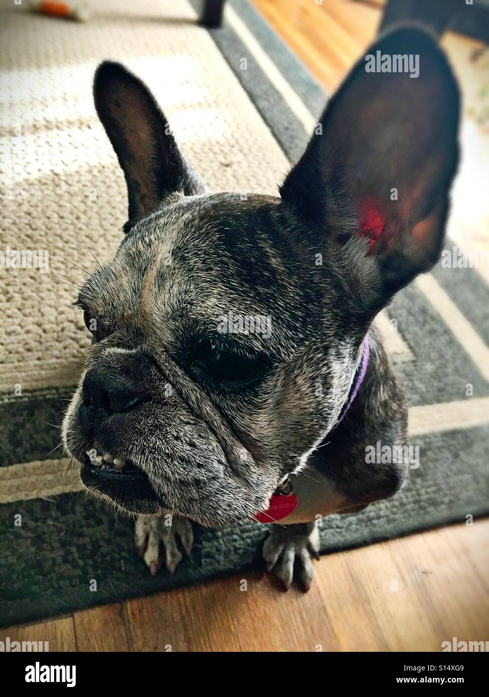 Un simpatico vecchio bulldog francese con orecchie. Foto Stock
