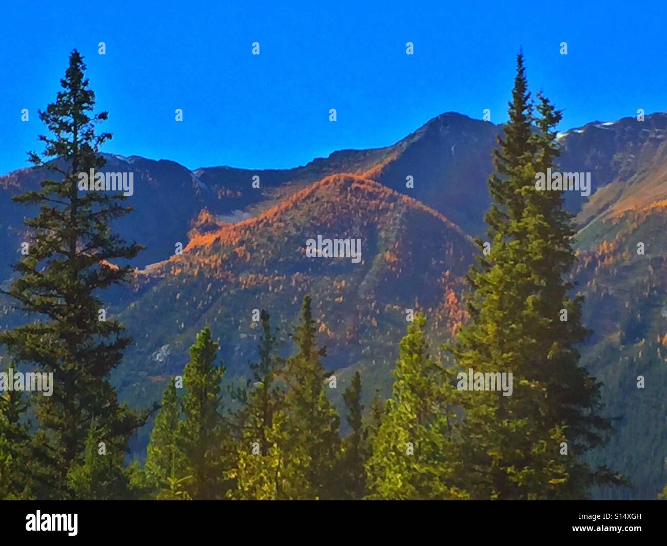 I colori autunnali, larici, il Parco Nazionale di Banff, Alberta, Canada - Immagine stock catturata con smartphone
