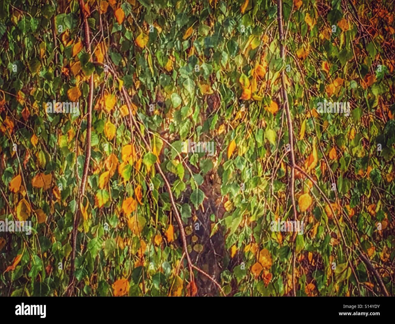 Piangendo Betulla, Betula pendula Tristis. Colore di autunno Foto Stock