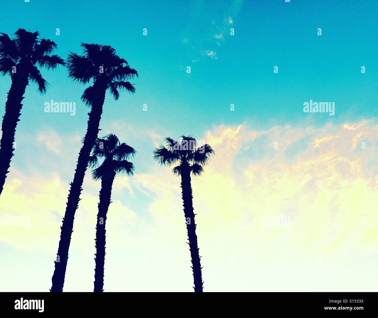 Quattro Palme si stagliano contro una bellissima California sky. Foto Stock