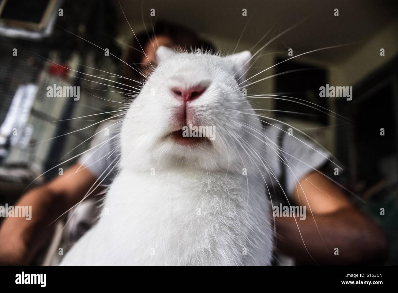 Baffi di coniglietto - Immagine stock catturata con smartphone