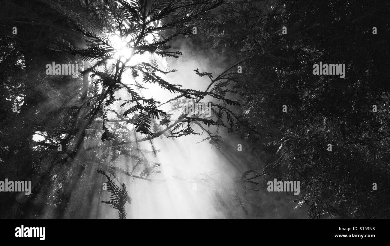 La luce attraverso la nebbia (B&W) Foto Stock