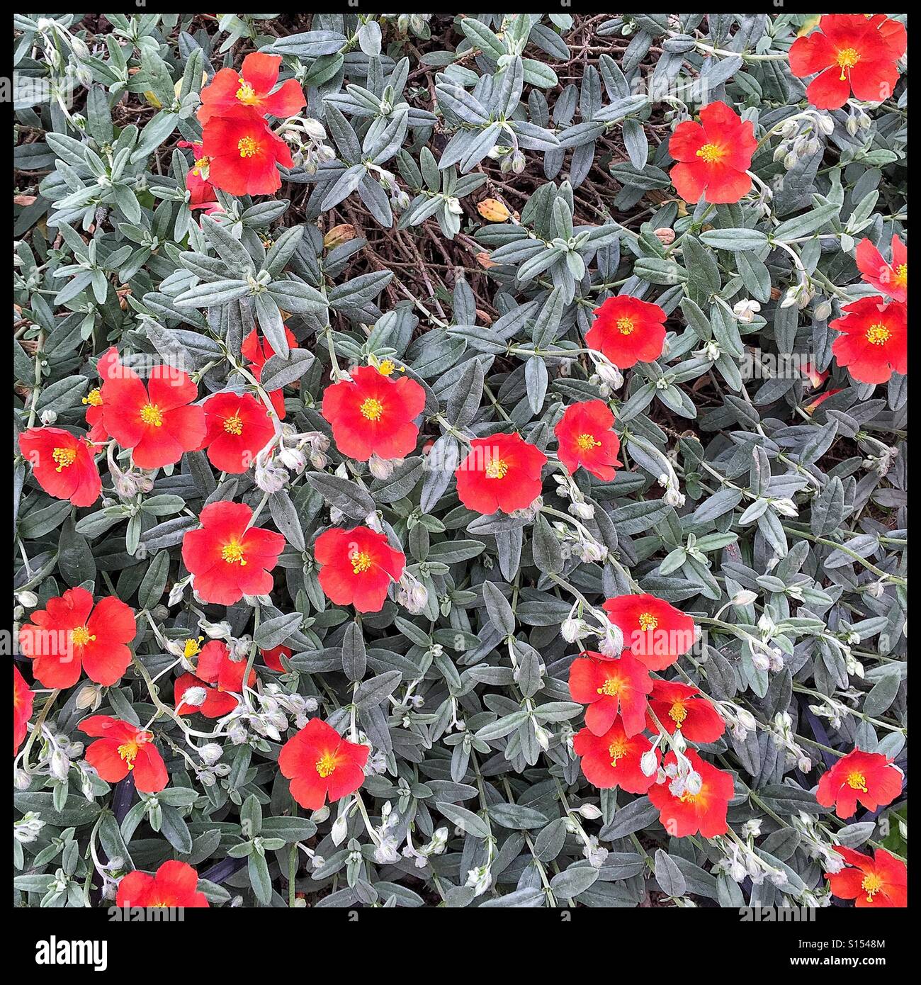 Campo di colore Foto Stock