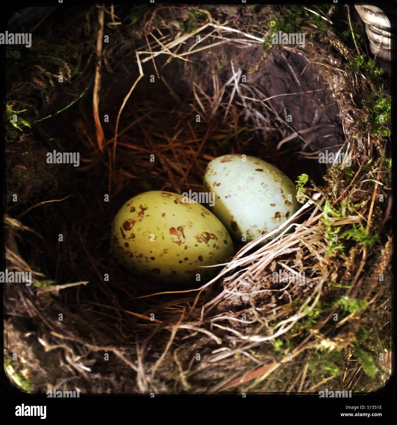 Due uova di uccello in un nido. Foto Stock