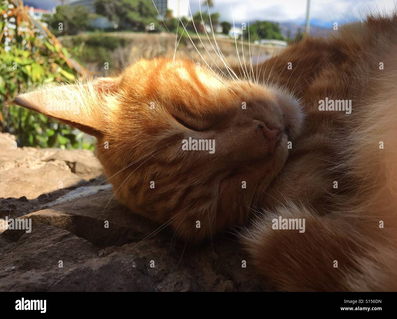 Lo zenzero cat a prendere il sole Foto Stock