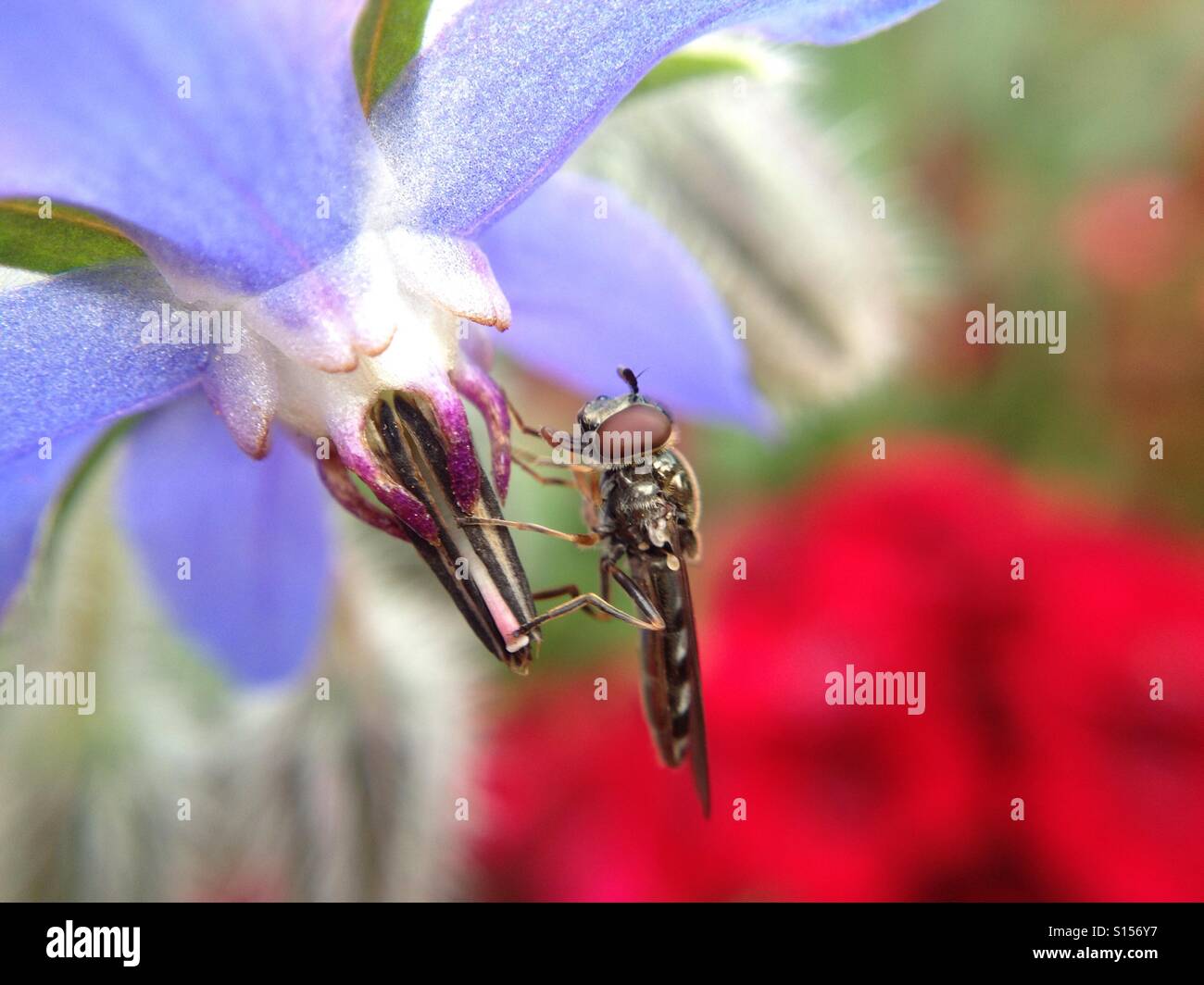 Hover volare su un fiore Foto Stock