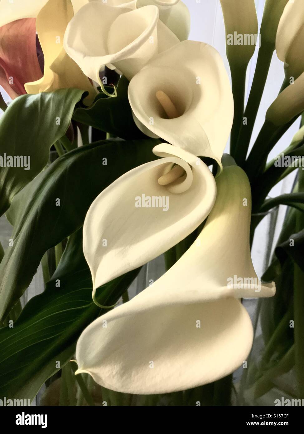 Gigli di Calla Foto Stock