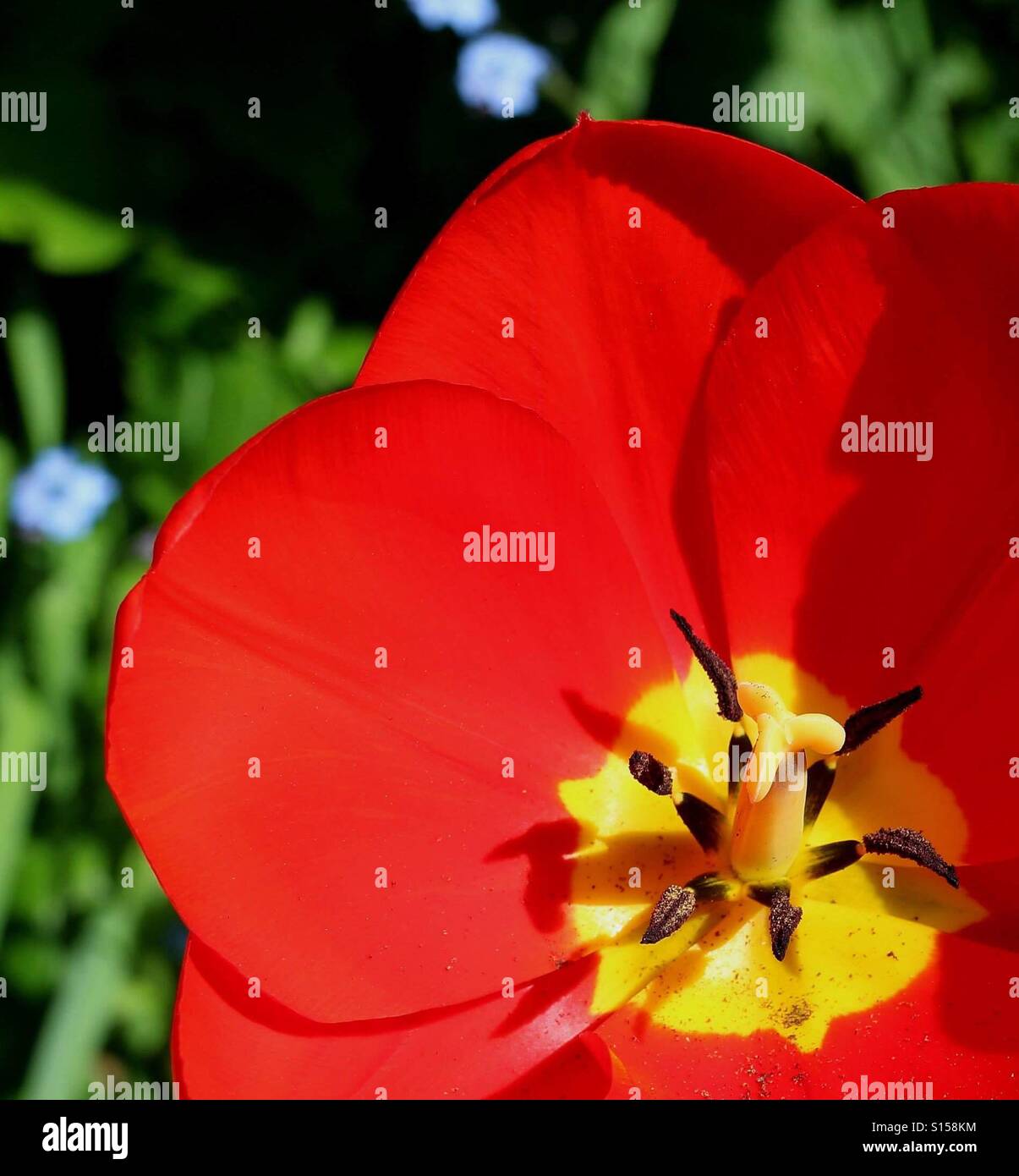 Fiori in Sun - Immagine stock catturata con smartphone