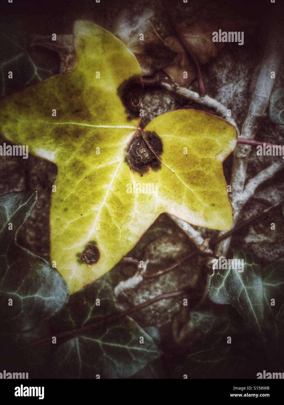 Giallo ivy foglie con macchie nere tra le verdi foglie d'Edera Foto Stock
