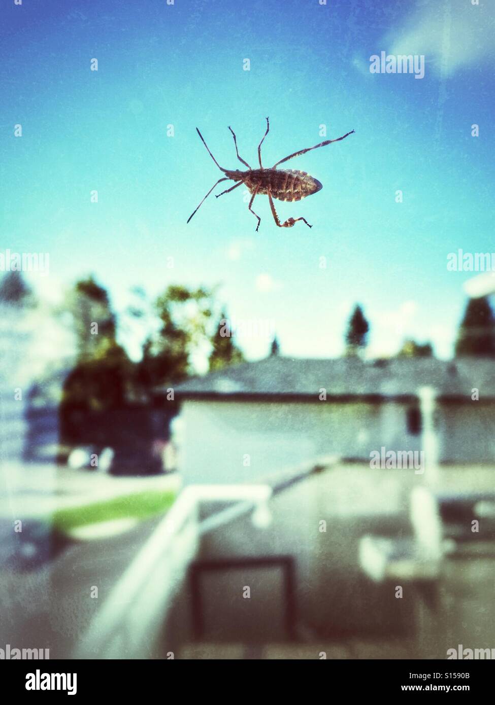 Un grande bug crawl all'esterno di una finestra suburbana. - Immagine stock catturata con smartphone