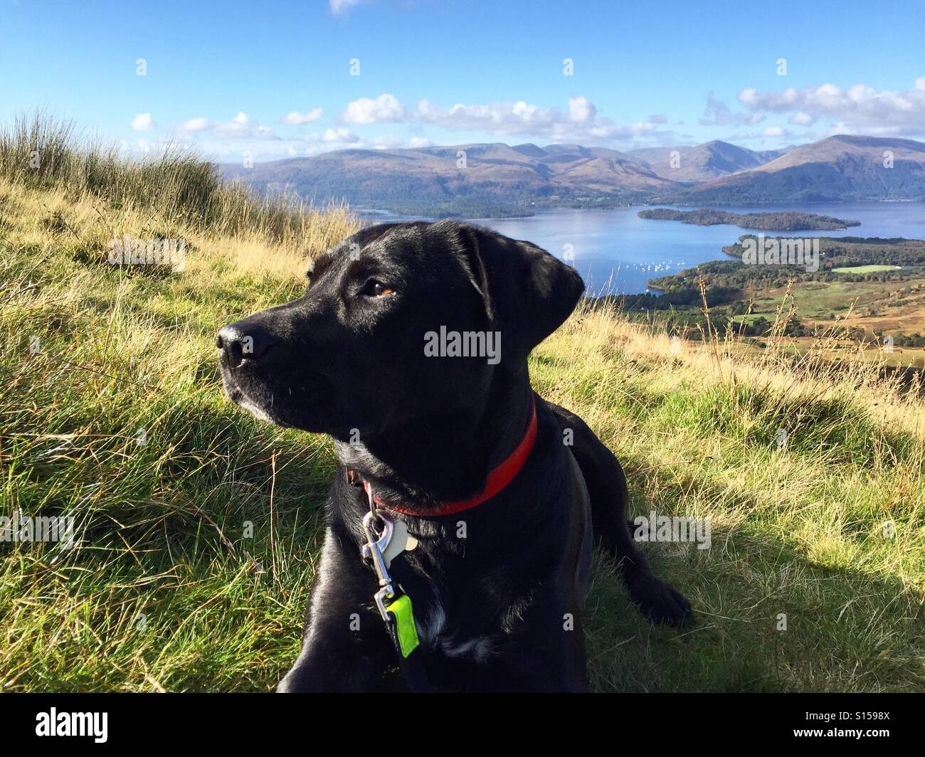 Il mio cane in posa fino collina conica nella parte anteriore del Loch Lomond Foto Stock