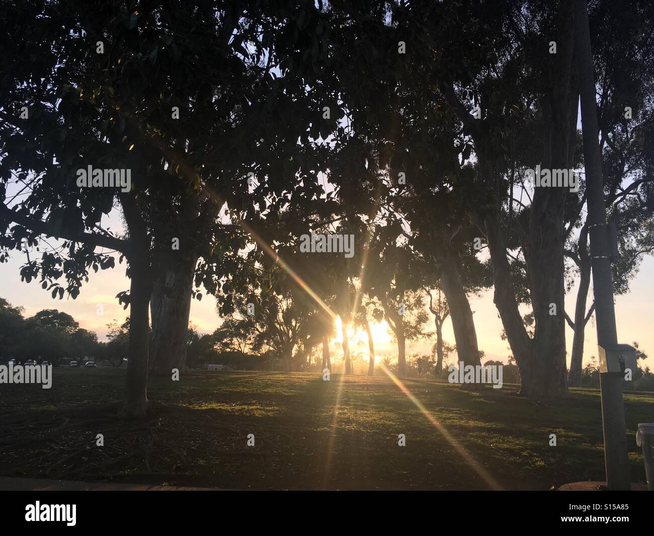 Sun filtrata attraverso gli alberi in un parco Foto Stock