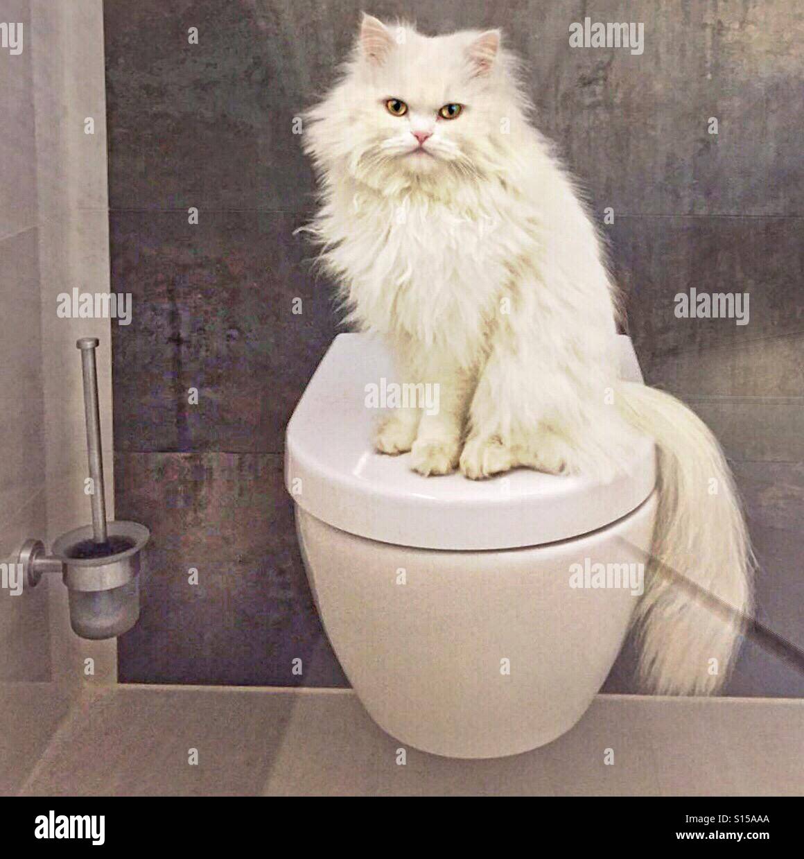 Tutto questo è mio! Sapete!! - Immagine stock catturata con smartphone