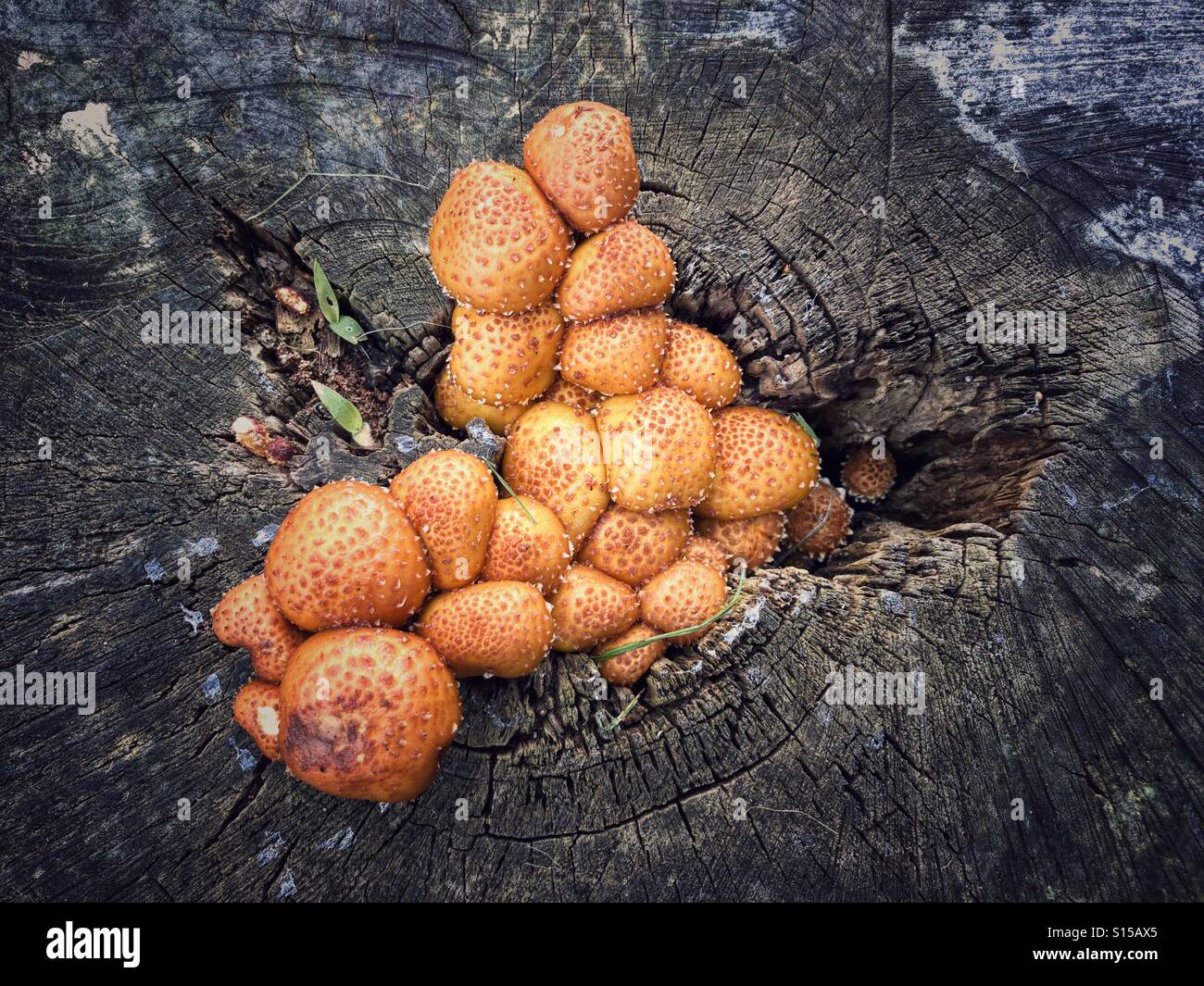 Orange funghi che crescono in una spaccatura all'interno di un vecchio ceppo di albero Foto Stock