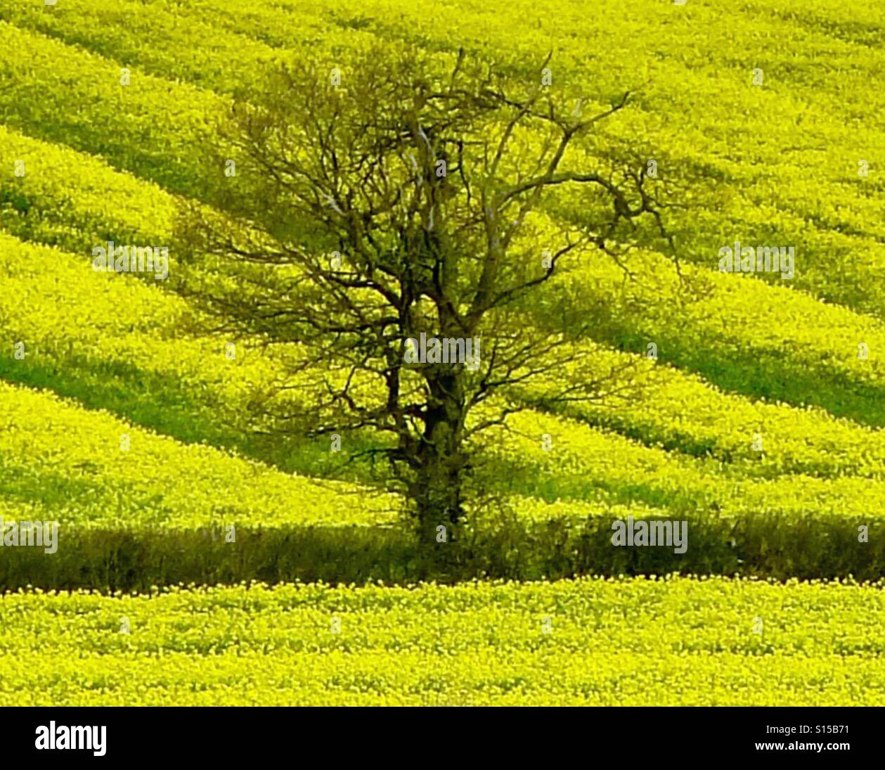 Albero solitario in un campo di colza nel Bedfordshire, Inghilterra Foto Stock