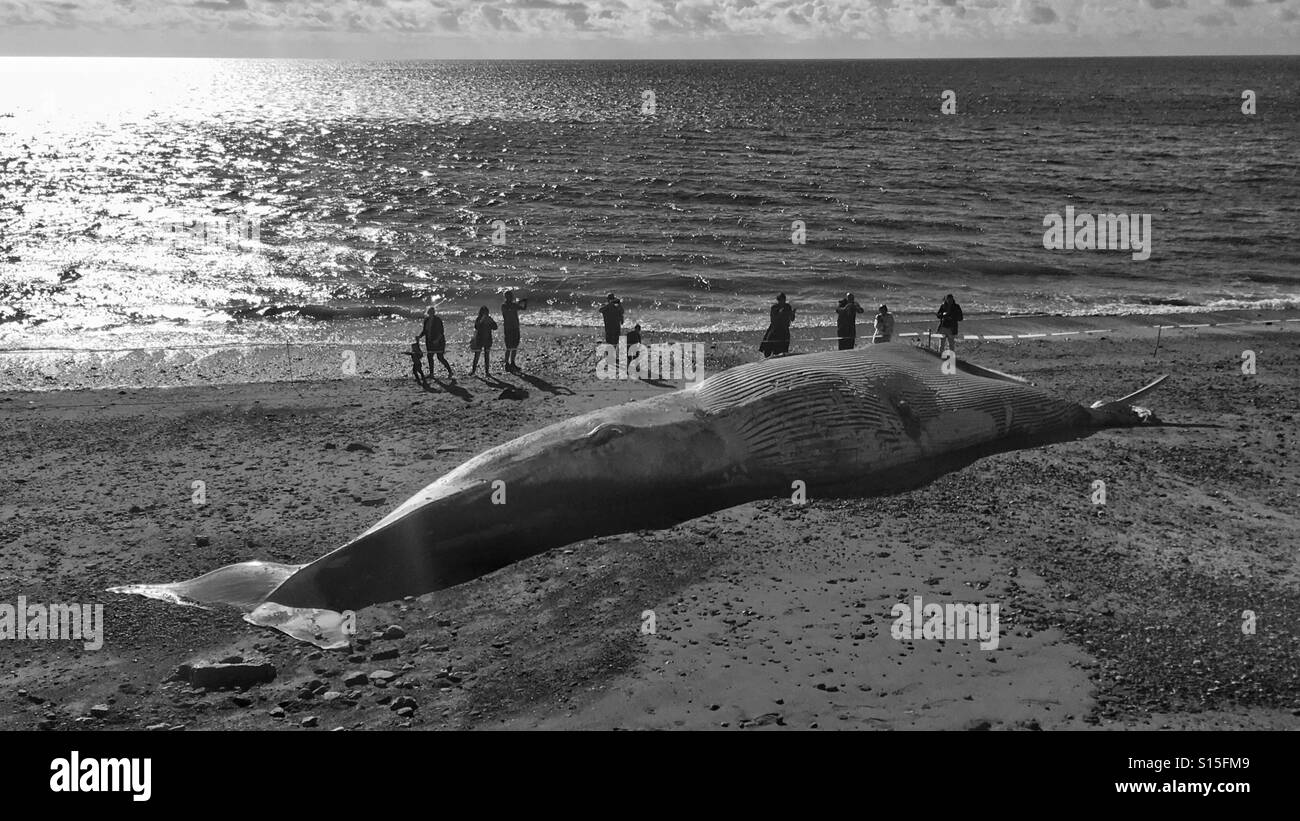 Dead balenottera comune sulla spiaggia a Dawlish Foto Stock