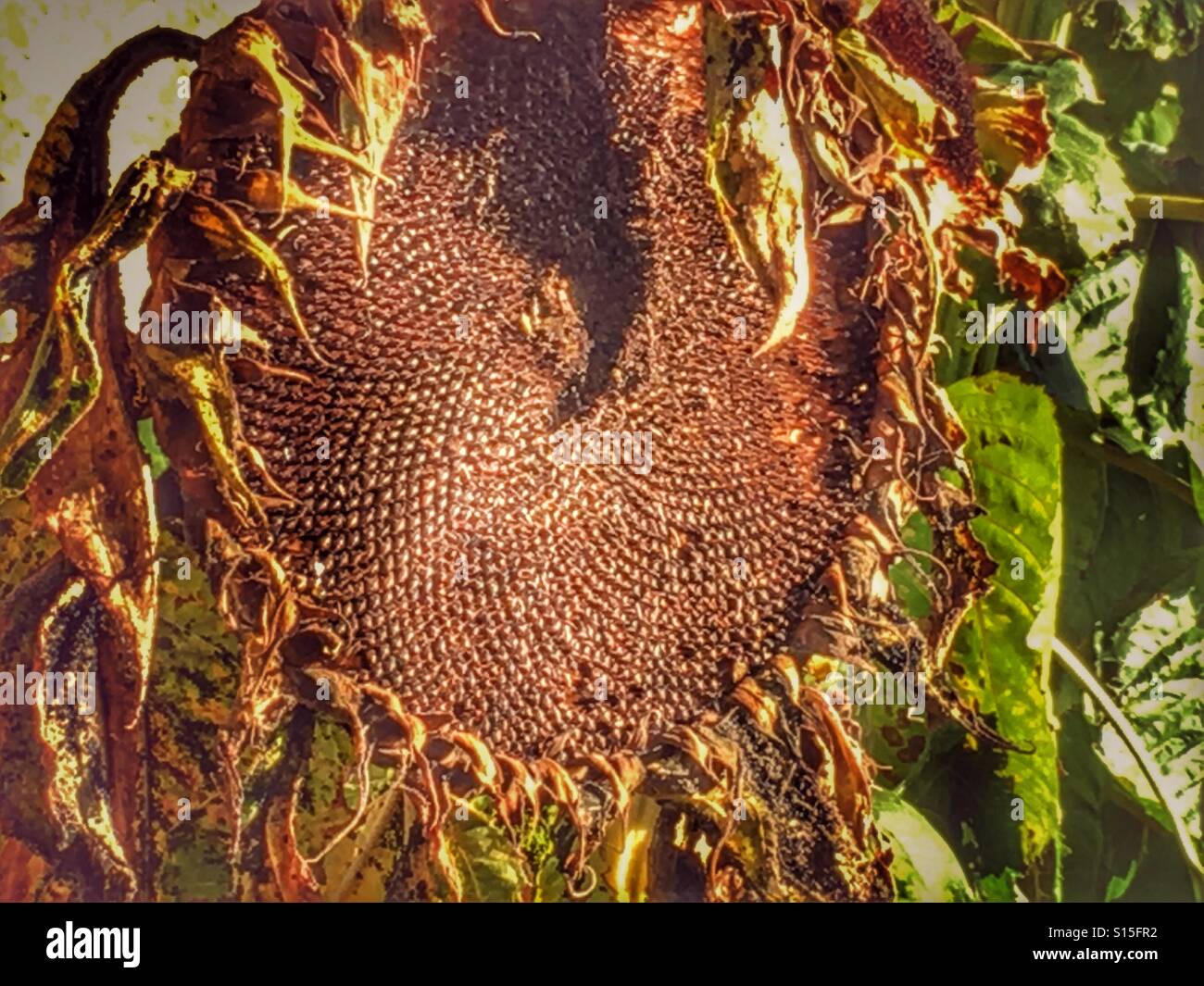 Fine dell'estate. Helianthus. Seccata, girasole cascante - Immagine stock catturata con smartphone