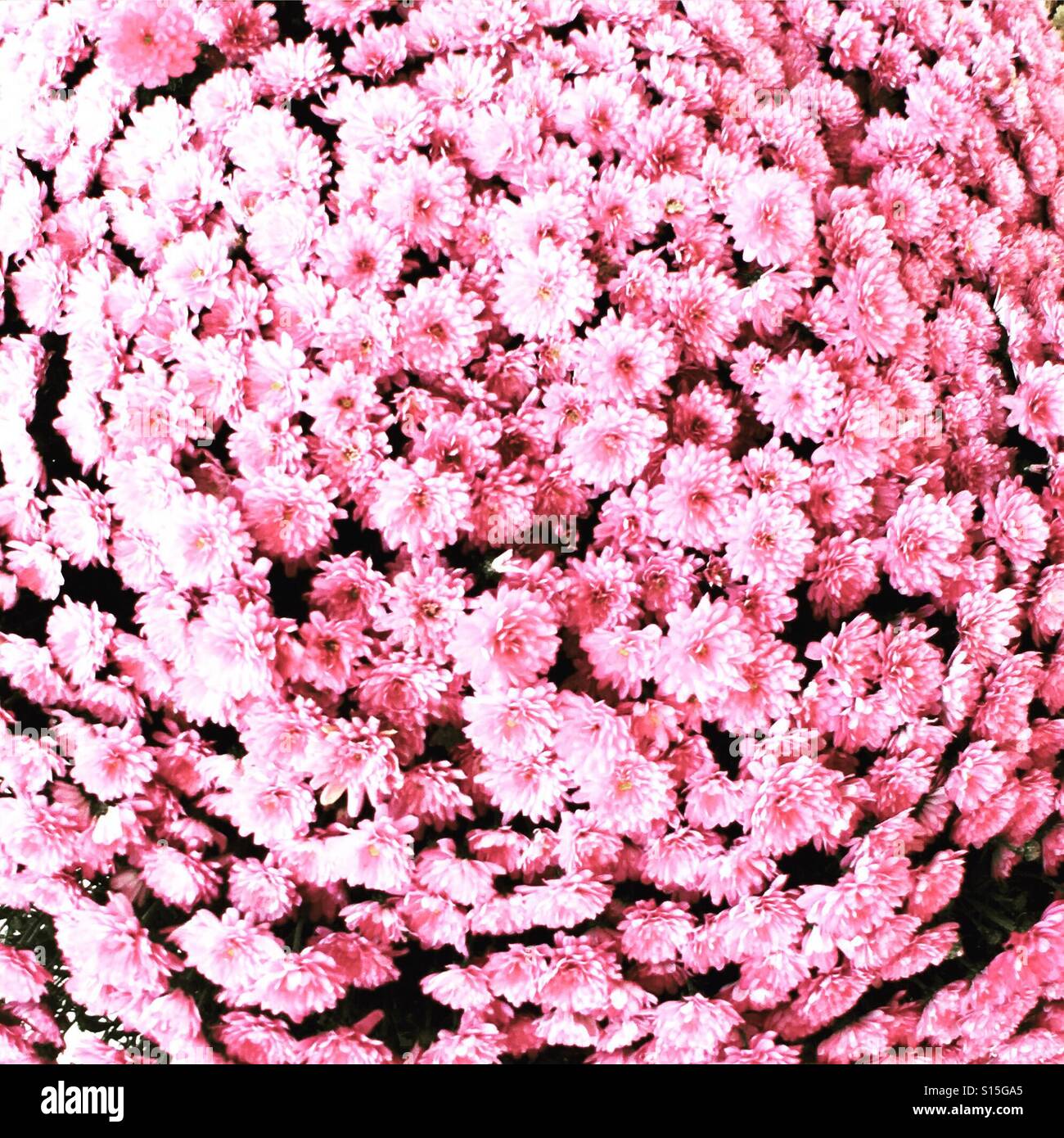 Crisantemi Foto Stock
