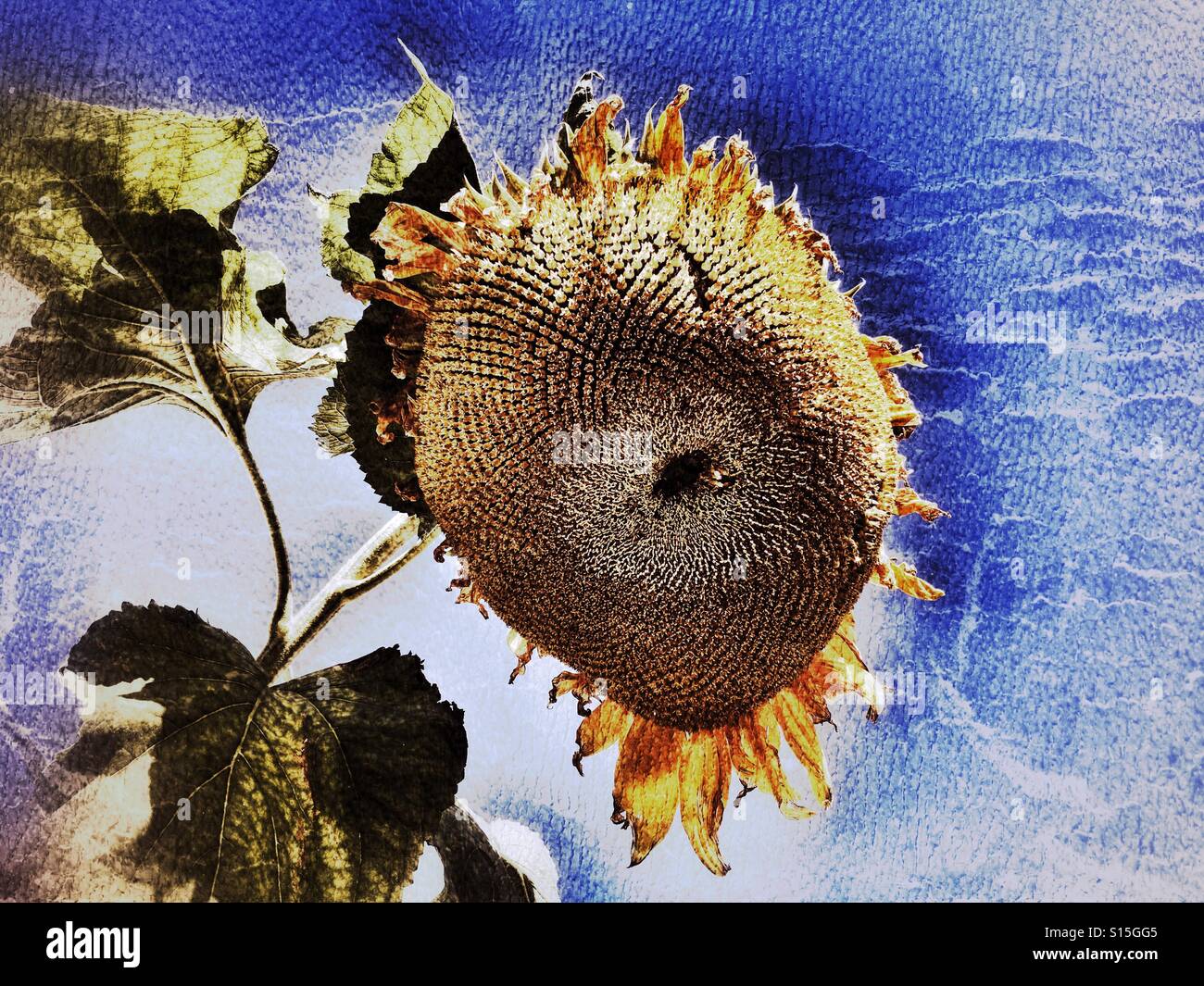 Helianthus. Guardando verso l'alto un girasole cascante alla fine dell'estate. I semi sono formando, mostrando la spirale di Fibonacci modello di sequenza. - Immagine stock catturata con smartphone