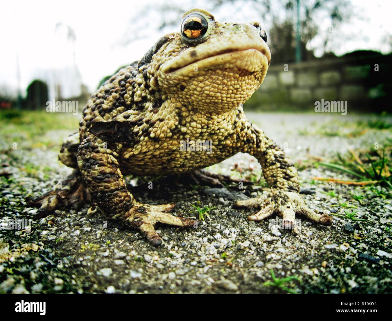 Rana - Immagine stock catturata con smartphone