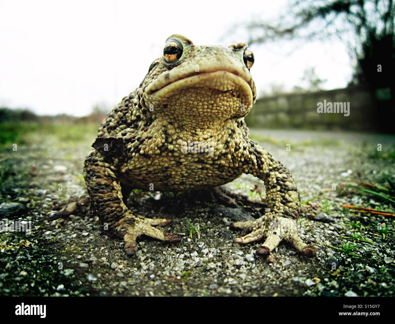 Rana - Immagine stock catturata con smartphone