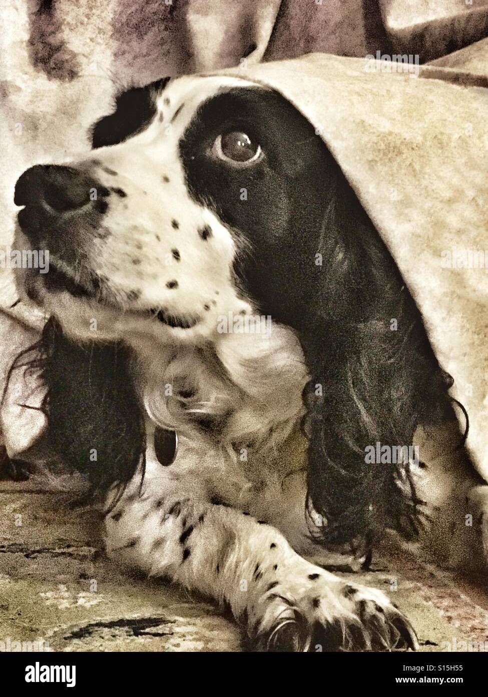 Cocker Spaniel 'nascondere' sotto una tenda, ma con la maggior parte della sua testa che mostra! - Immagine stock catturata con smartphone