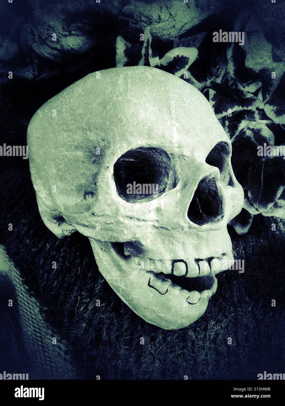 Modello di un teschio umano Foto Stock
