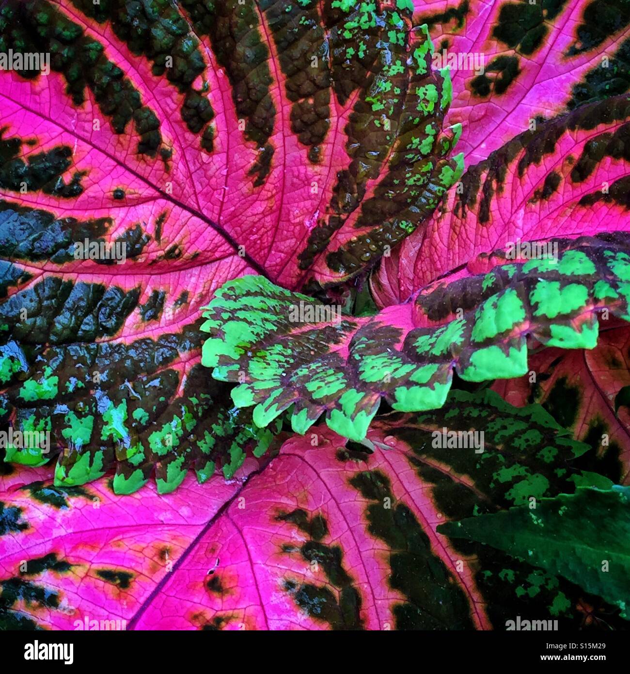 Primo piano delle colorate foglie di una pianta Coleus. Foto Stock