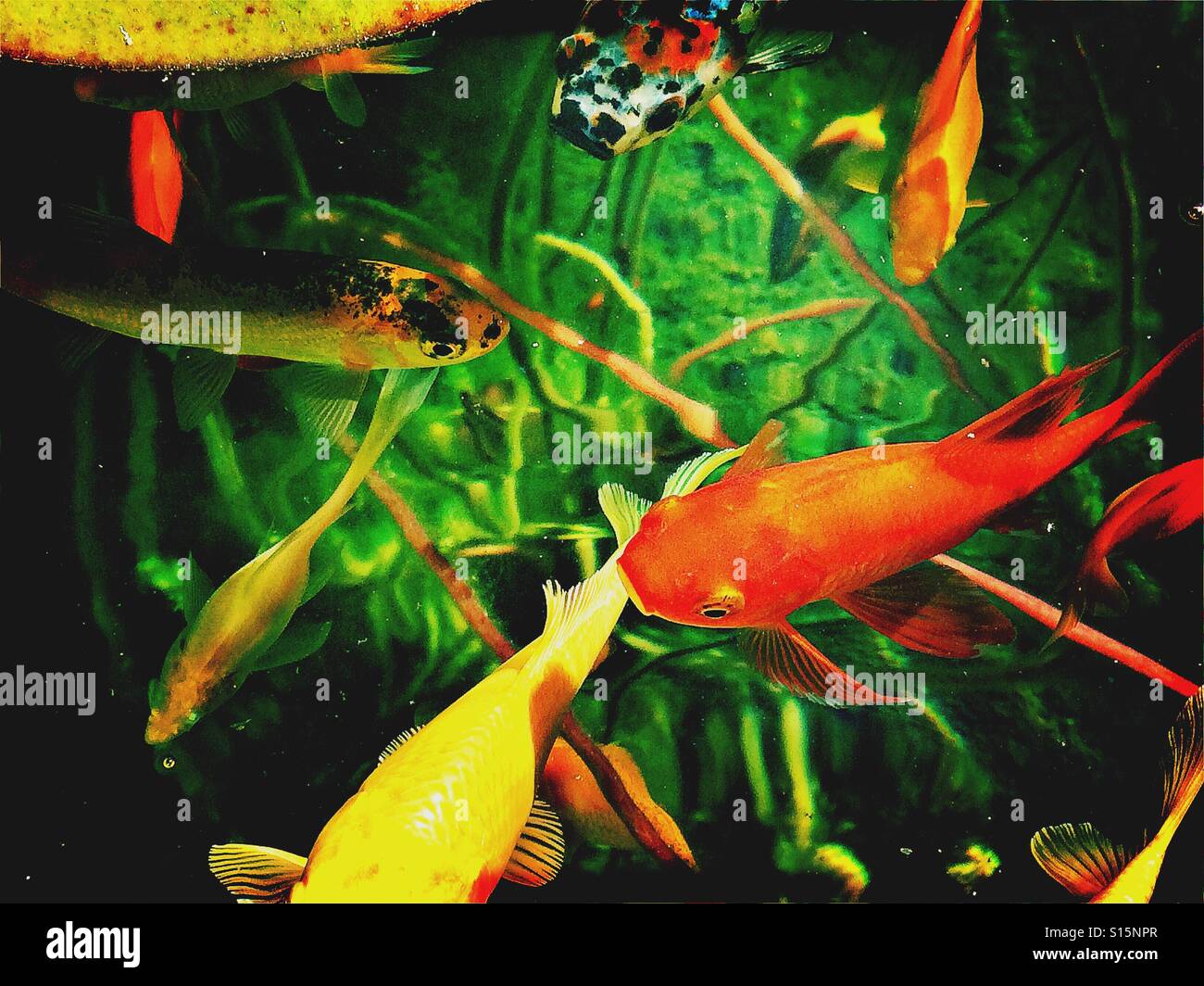Pesci esotici in un pesci ornamentali stagno Foto Stock