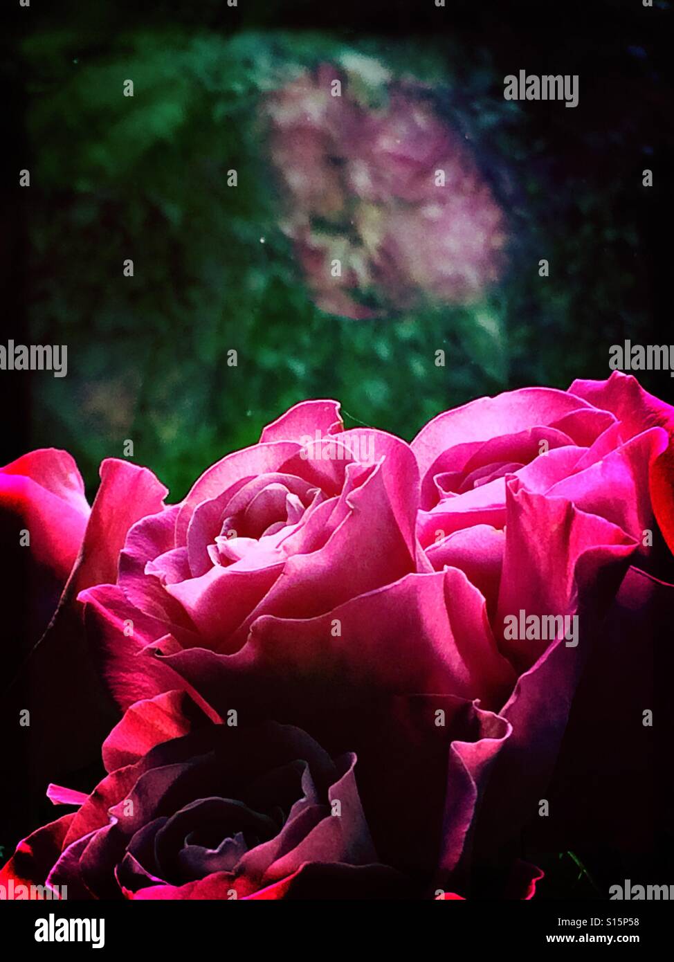 Le rose rosa e di riflessione in una finestra Foto Stock
