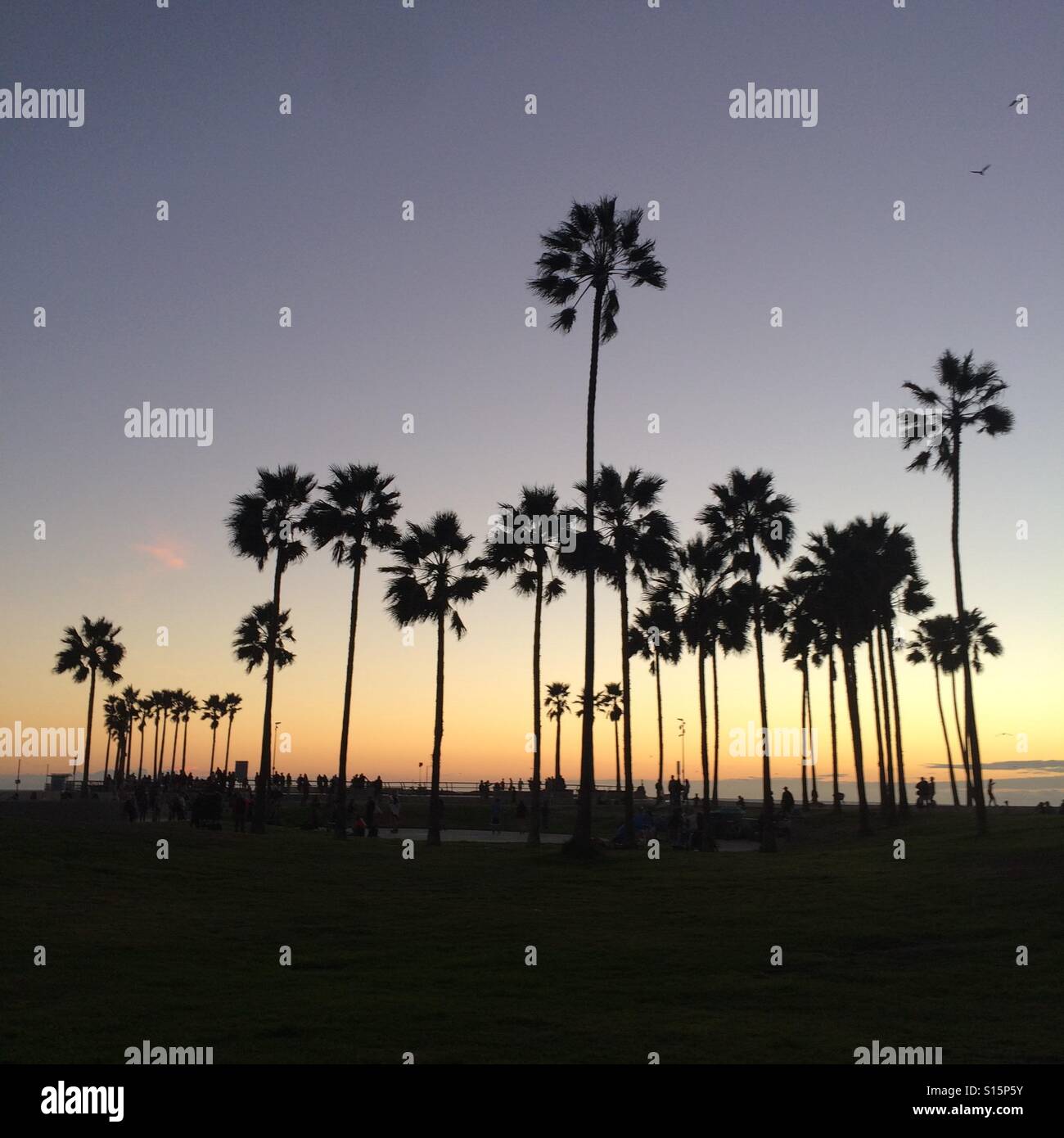 Venice, California 2016. Tramonto con palm threes Foto Stock