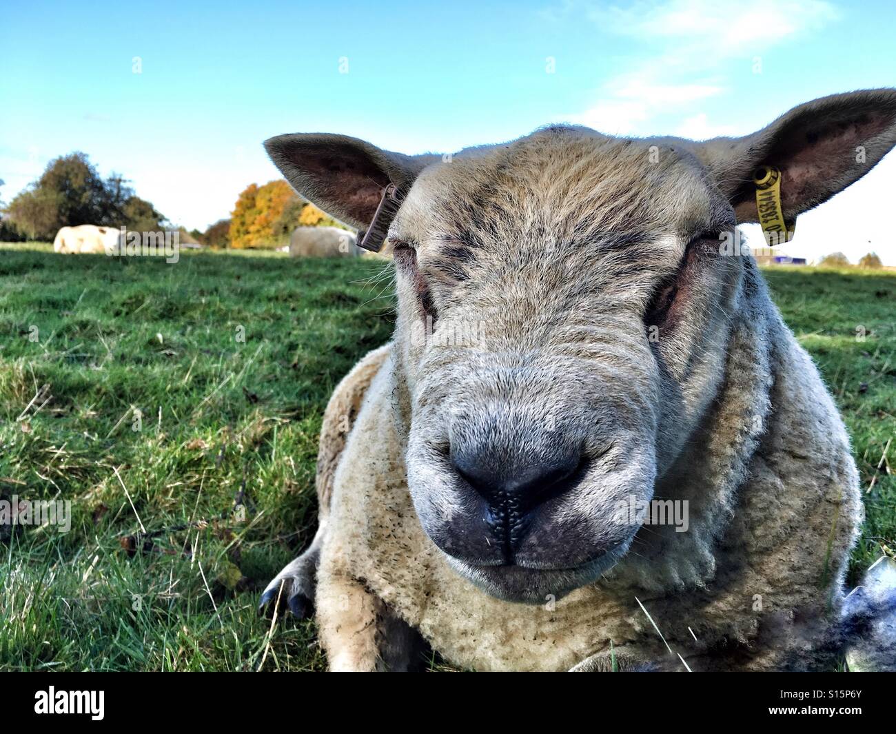 Pecore stabiliti in un campo Foto Stock