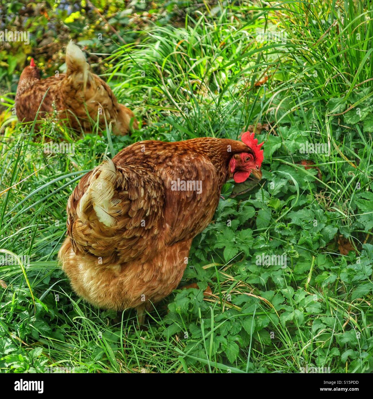 Due polli marroni sull'erba Foto Stock