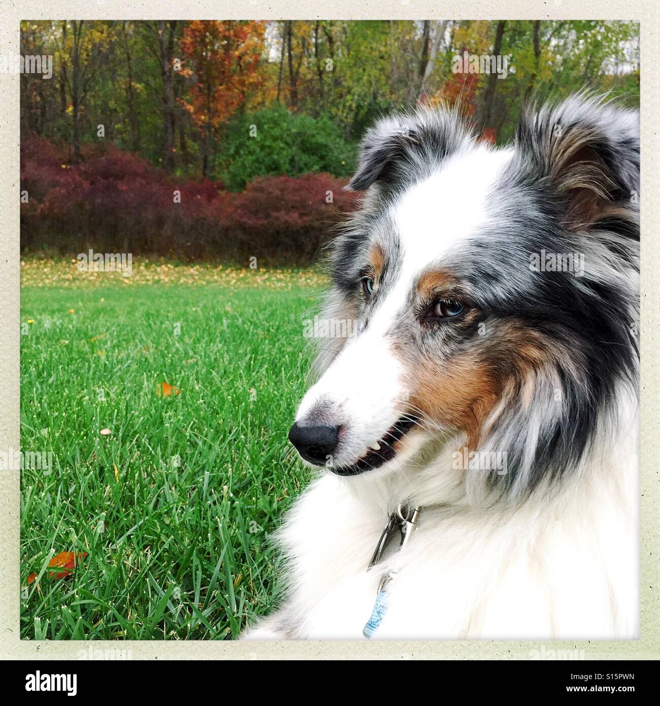 Blue Merle Sheltie facendo una faccia buffa Foto Stock