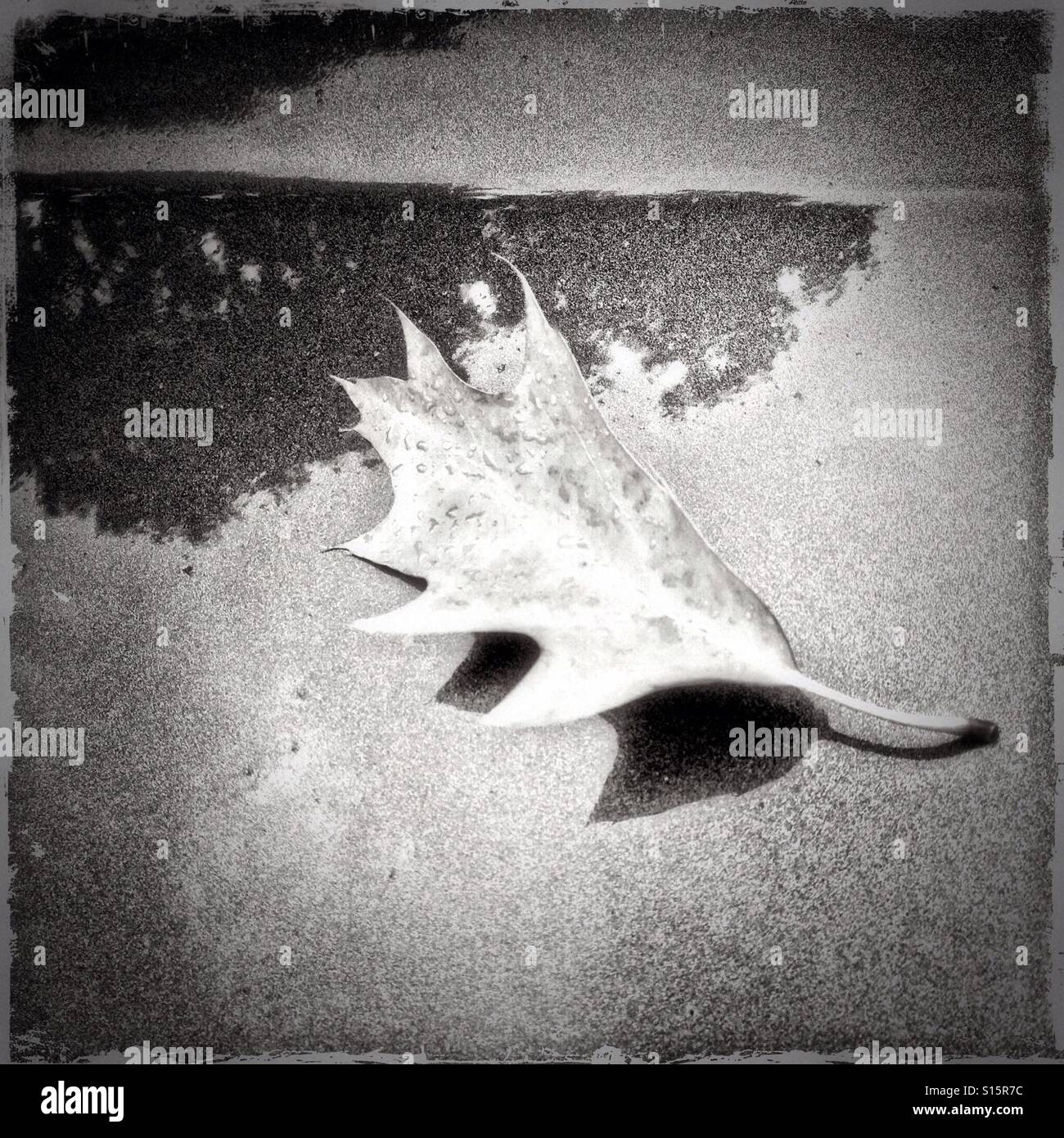 Foglia morta - Immagine stock catturata con smartphone