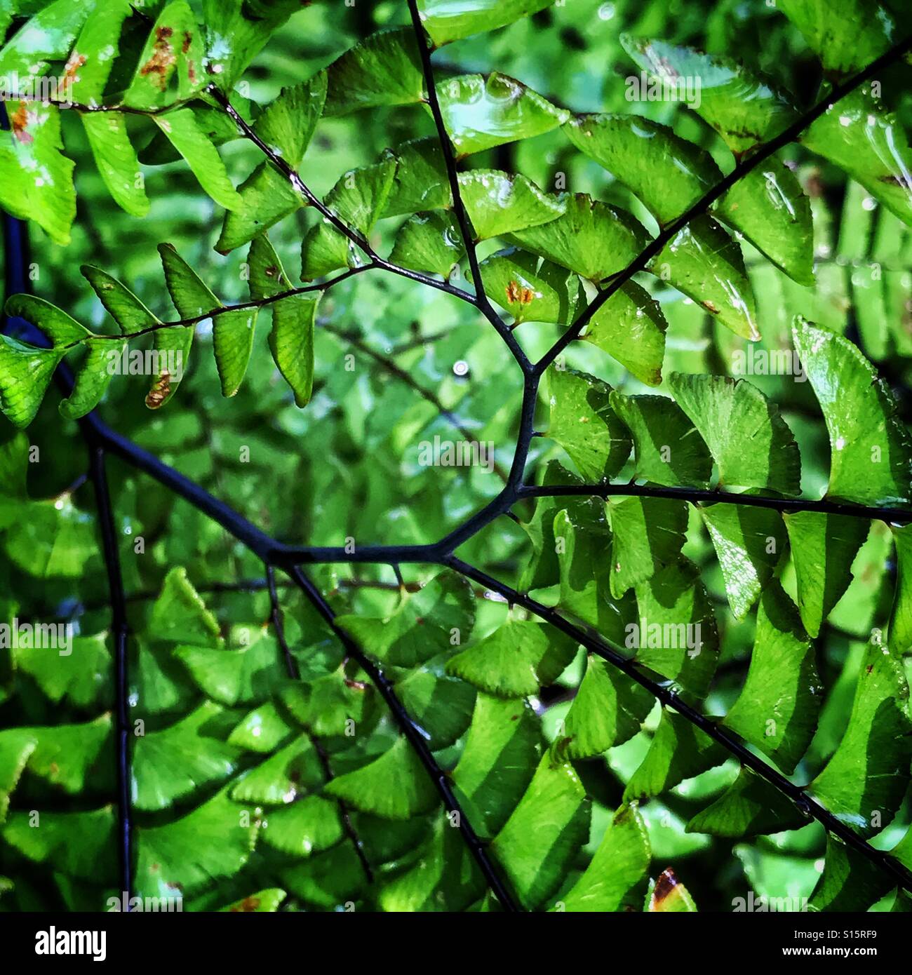 Verde Felce spiralato Foto Stock