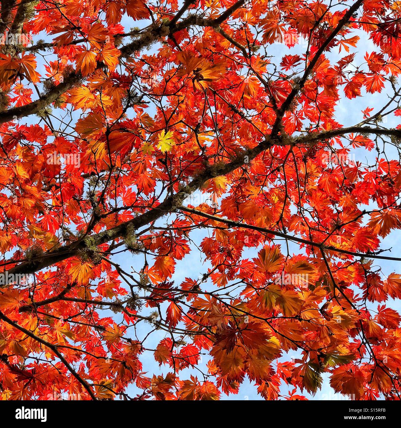 Sky high foglie di acero in autunno. Foto Stock