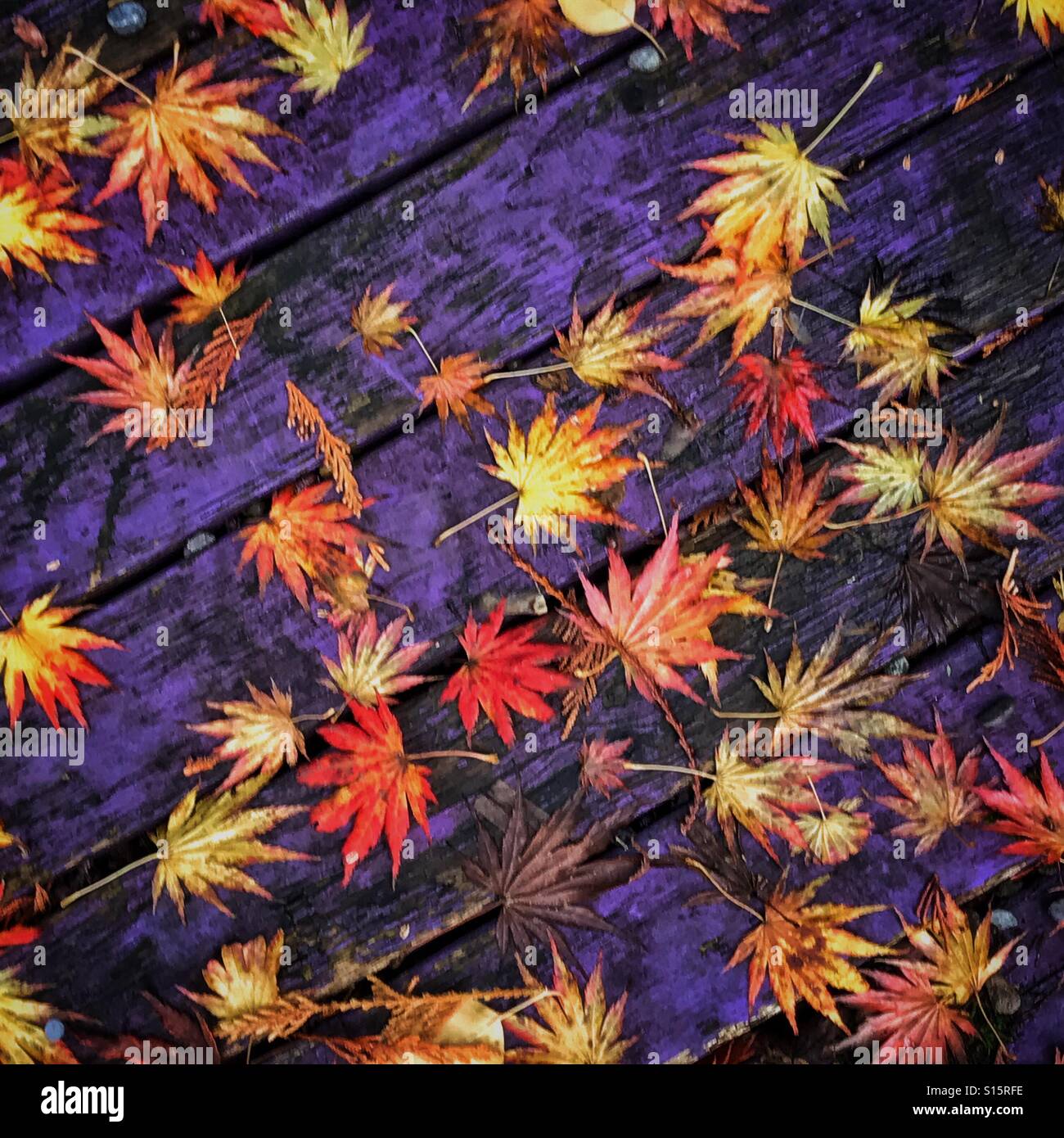Sparse in foglie di autunno su una diagonale del ponte di colore viola. Foto Stock