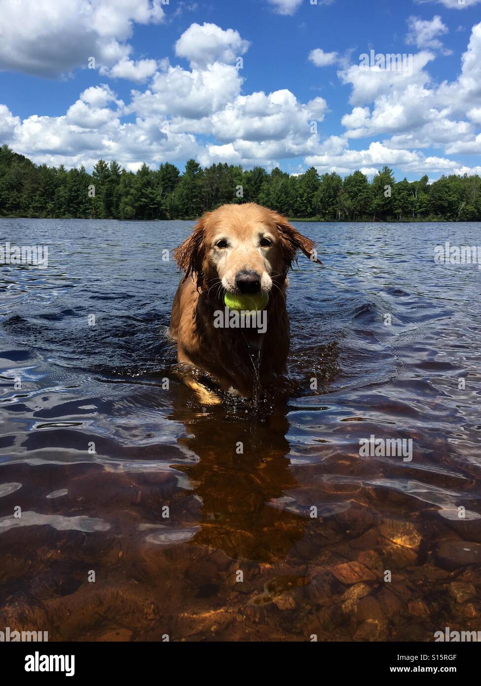 Il Golden Retriever nel lago con palla in bocca. Foto Stock