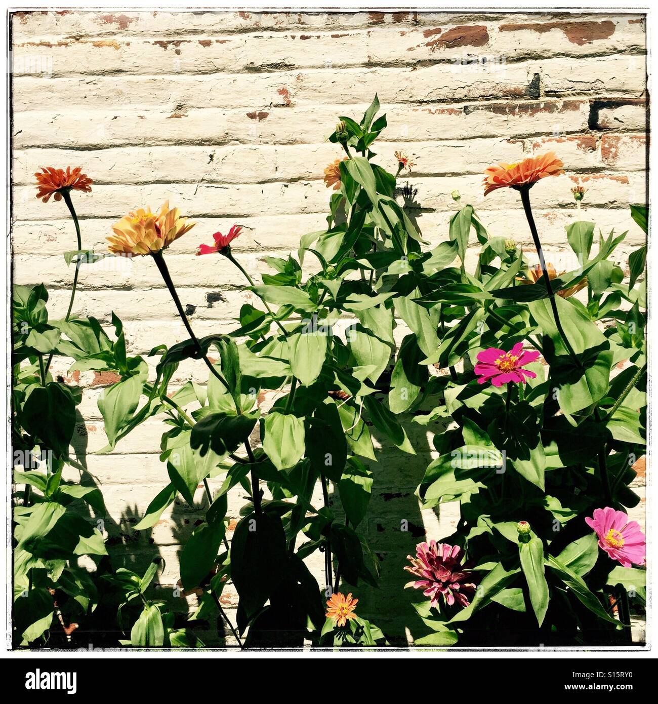 Multi-colore di Gerbera margherite prendere il sole in un giardino urbano nel centro storico di New Castle, Delaware, 2 agosto 2015, (c) Katharine Andriotis Foto Stock