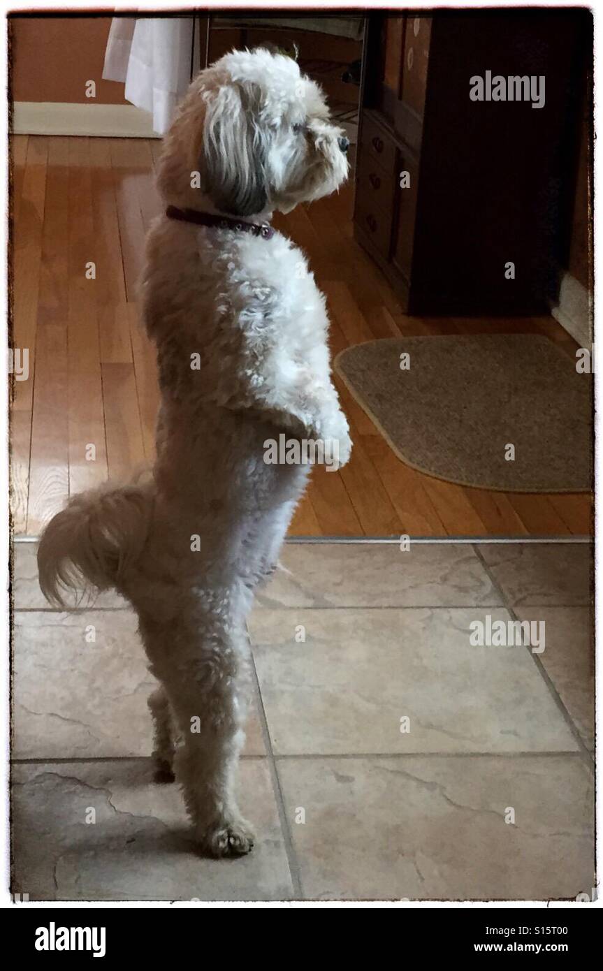 Piccolo Cane si erge sulle zampe posteriori per vedere cosa sta succedendo al di fuori di una backdoor, 15 aprile 2015, (c) Katharine Andriotis Foto Stock