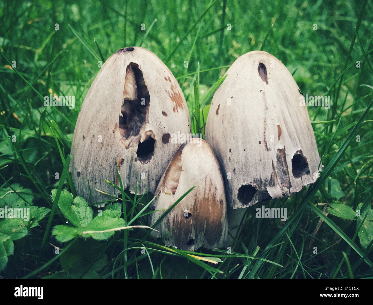 I funghi selvatici con fori in erba Foto Stock