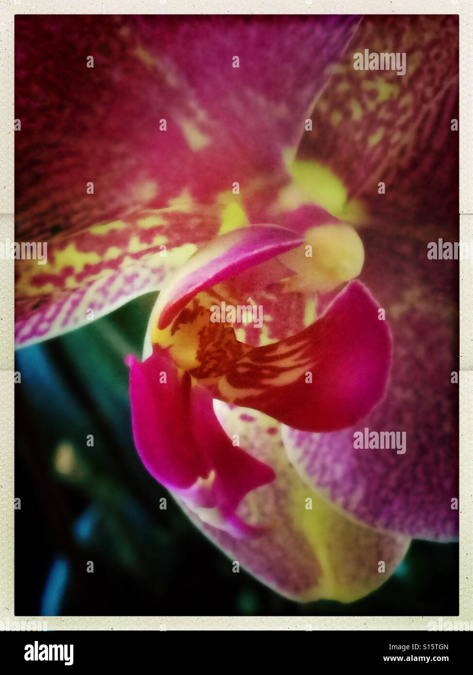 Orchidea rosa Foto Stock