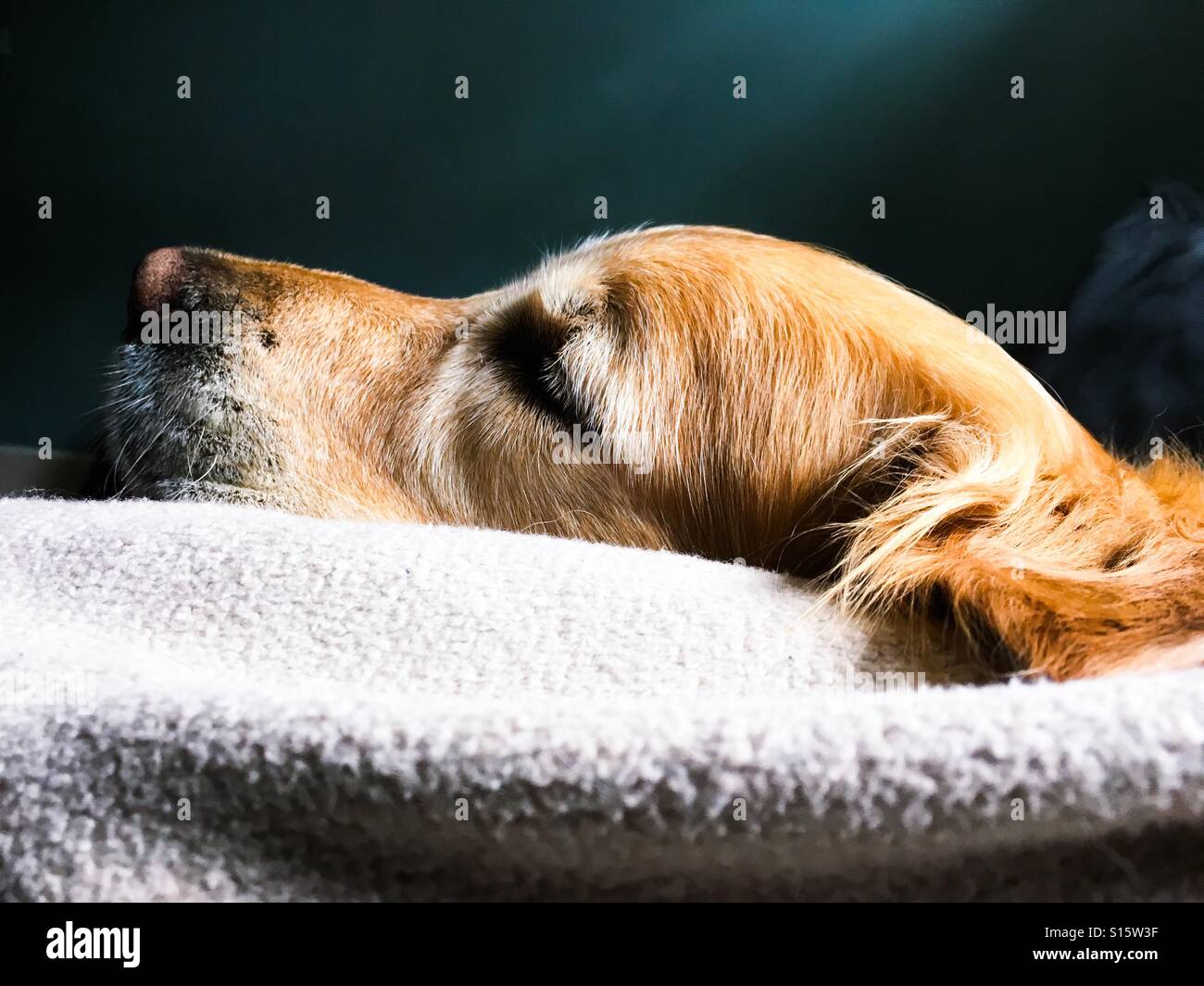 Un dormiente Retriever dormiente, foto ritratto scattata lateralmente. - Immagine stock catturata con smartphone