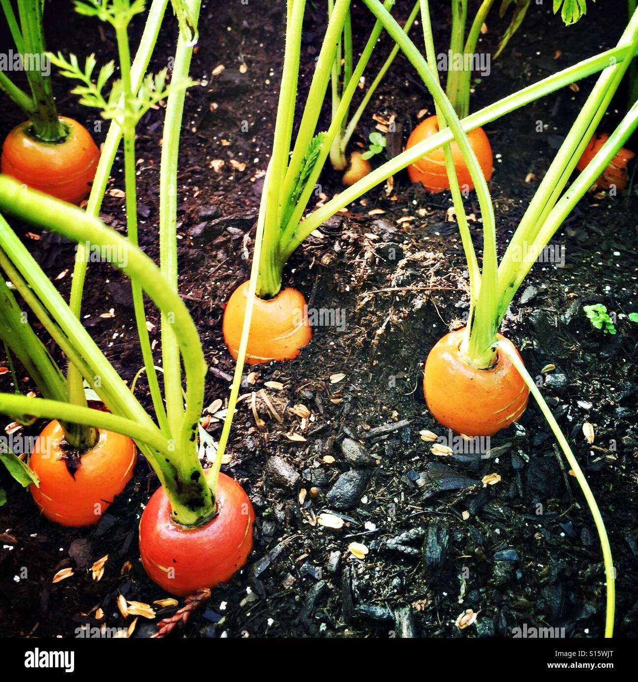 Primo piano di carote colorate che crescono in un contenitore Urbano garden. Foto Stock